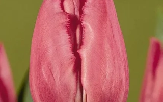 Тюльпан сорта Кристал Глов на зелёном фоне