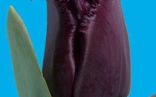 Тёмно-фиолетовый тюльпан на синем фоне - Кубан Найт