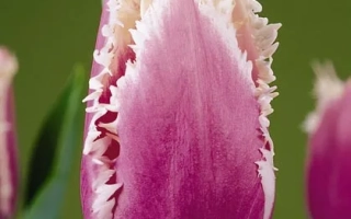 Тюльпан розово-фиолетового цвета с белой бахромчатой каймой на лепестках. - Кумминс
