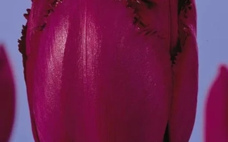 Тюльпан сорта Курли Су | Curly Sue