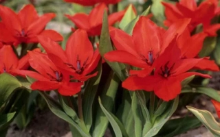 Красные тюльпаны Цваненбург в цветнике