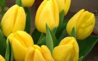 Желтые тюльпаны в горшках на фоне земли - Дакар