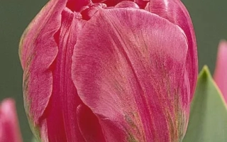 Тюльпан сорта Даладиер на фоне зелени - Даладиэр