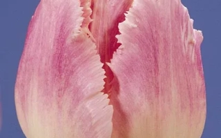 Тюльпан сорта Даллас на синем фоне