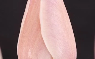 Розовый тюльпан на темном фоне - Дамиаан