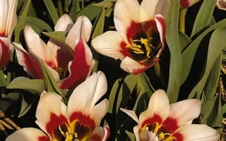 Тюльпаны сорта Данц | Dance на фоне соломы