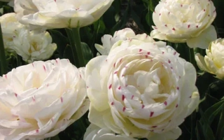 Белые тюльпаны сорта Данцэлинэ на фоне зелени