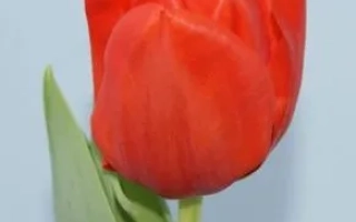 Красный тюльпан на светло-голубом фоне - Дарви Оранж