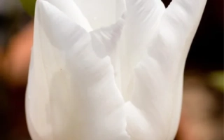 Белый тюльпан сорта Дарви Снов