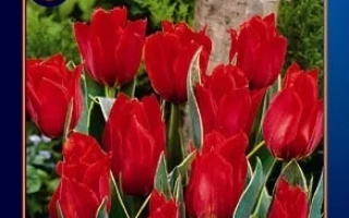 Пакет с семенами тюльпанов сорта 10 Tulipa - Датсча