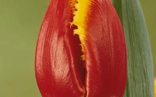 Красный тюльпан Давенпорт на зелёном фоне - Давэнпорт