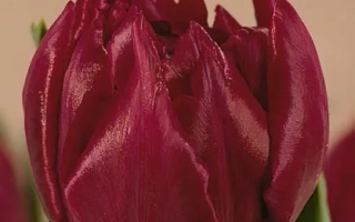 Тюльпан сорта Давид Тэниерс на фоне - Давид Тэниэрс