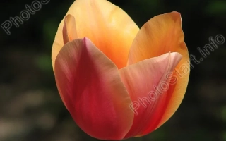 Тюльпан оранжево-розового цвета на фоне зелени - Довнглов