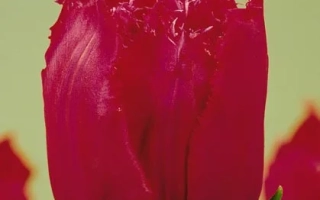 Красный тюльпан Дей Стар на зелёном фоне