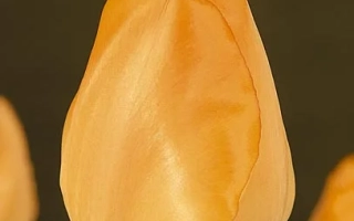 Yellow tulip on dark background - Daydream