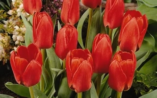Red tulips against green foliage and flowers - Daylight