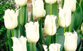 White tulips with ruffled petal edges on a green background - Daytona