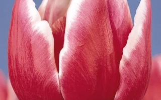 Red tulip on blue background - Debutante