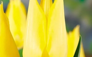 Yellow tulips against a green background - Deep River