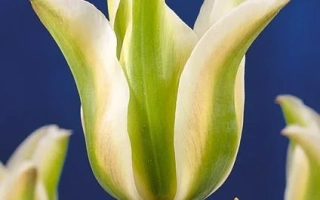 Deirdre tulip on blue background