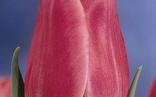 Tulip variety Dekker's Glory on blue background