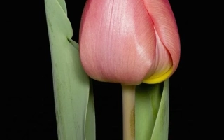 Pink tulip on black background - Delos