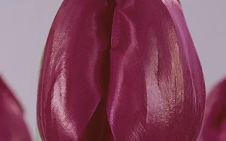 Tulip variety Demeter on light gray background