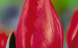 Red tulip on blurred background - Den Hartogh