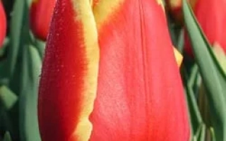 Red-yellow tulip against green leaves - Denmark