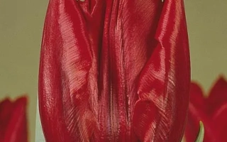Red tulip Deshima in bloom