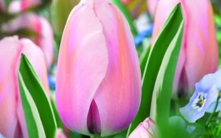 Pink tulips against green foliage and blue flowers - Design Impression