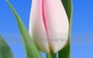 Pink tulip on blue background - Diamond Dynasty / Diamond Destiny