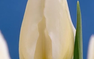 White tulip on blue background - Diana