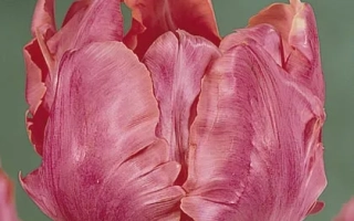 Pink tulip variety Diana Ross on green background