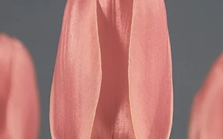 Pink Diantha tulip on gray background