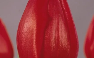 Red tulip variety Dick Passchier in background