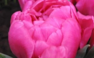 Pink tulips on a dark background - Dior