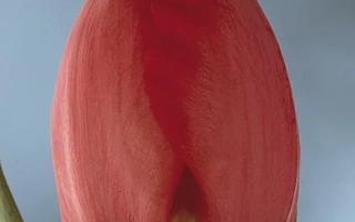 Red Diplomat tulip on background