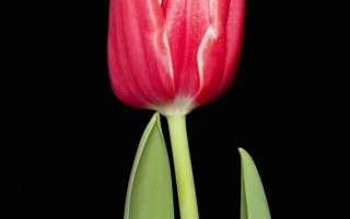 Tulip Dirk Scheringa on black background