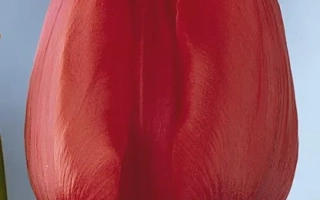 Red tulip - Dix's Favorite