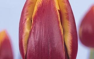 Tulip variety Jakarta | Jakarta
