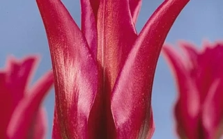 Red tulips of the variety Doll's Minuet against a sky background