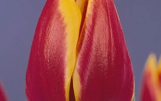 Tulip with red and yellow petals on a purple background - Dolly Dots
