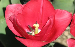 Красный тюльпан на фоне зелени - ДОМИК ДЛЯ ДЮЙМОВОЧКИ