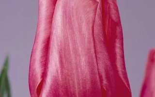 Pink tulip on a purple background - Domino