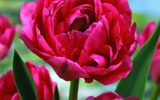 Close-up of red tulips against green leaves and sky - Don Camillo