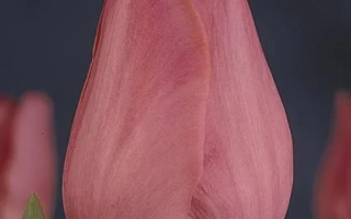 Pink tulip against dark background - Don Quichotte