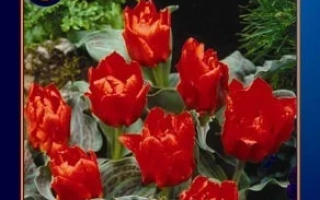 Пакет семян тюльпанов Double Red Ridinghood - Доублэ Рэд Ридингуд