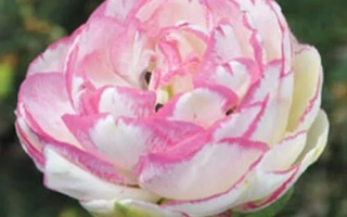 Тюльпан сорта Double Touch - Доублэ Тоуч