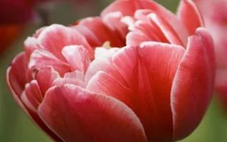 Крупный план красных тюльпанов Друмлинэ на фоне зелени